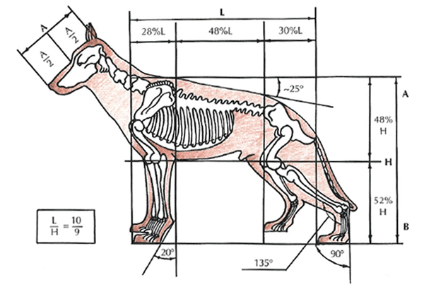 Šuns kūno proporcijų schema